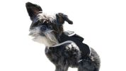 Free Phone App Pet Tracker Pocket GPS Dog Tracking System Mini Pet Tracker Size:S