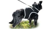 Get Accurate Pet Locations w/ Pet Tracker Realtime Dog Collar GPS Tracker Size:M