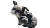 NEW Fashionable Designed Wireless Pet Tracker GPS GSM GPRS Pet Locator Size:M